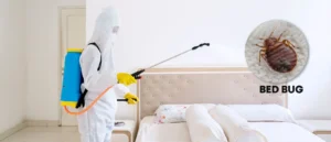 Bed Bug Treatment